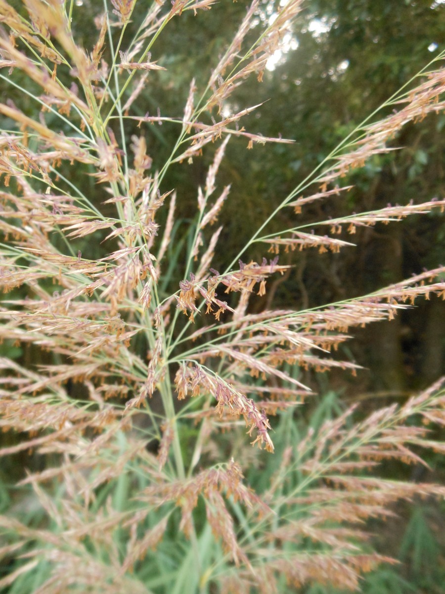 Arundo plinii / Canna del Reno